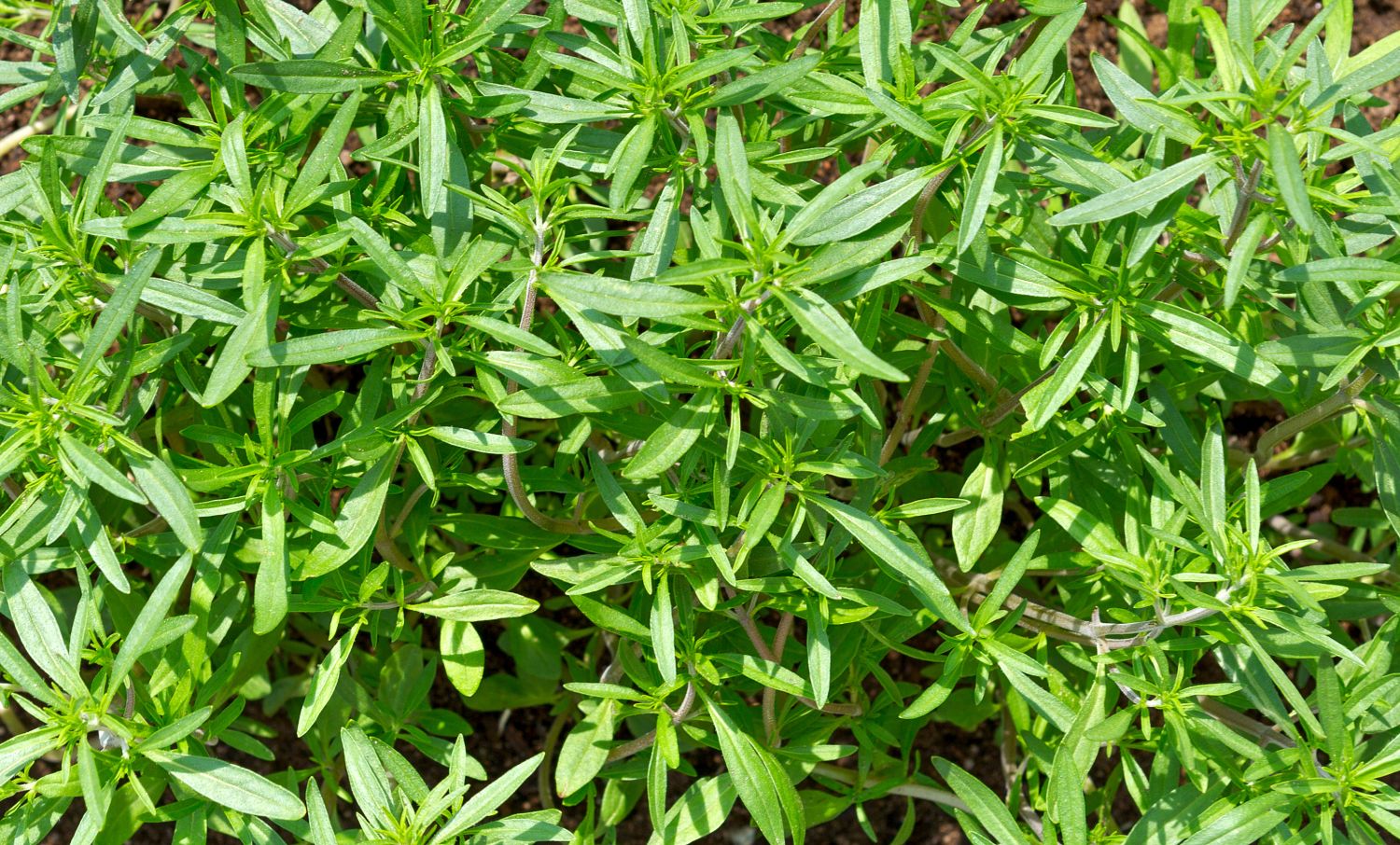 Savory Growing Care Harvest Plantura