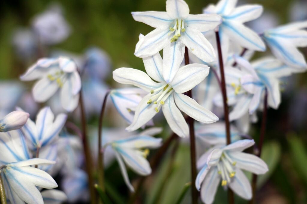 White scilla flowers with blue stripes