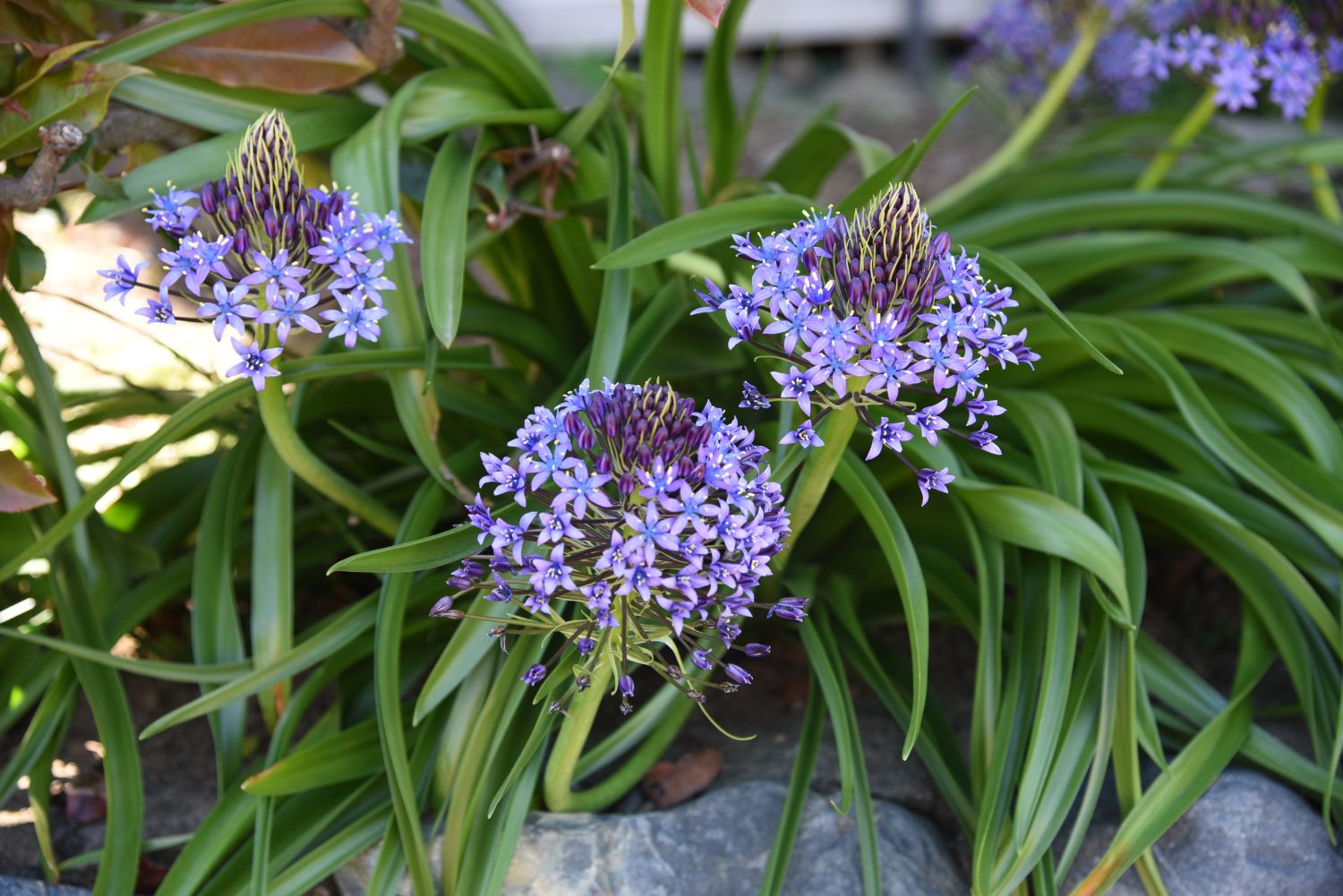 Scilla: species, planting & care - Plantura
