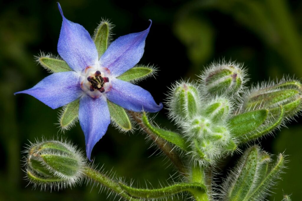 blue star-shaped borage flower