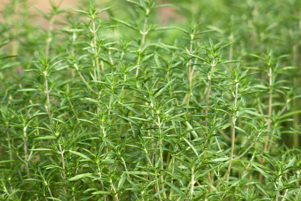 Summer savory plant from the side