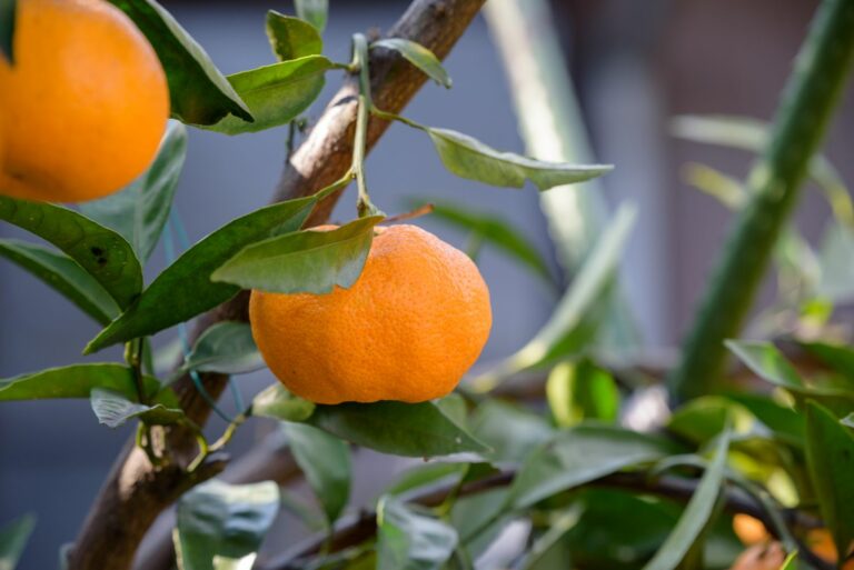 Satsuma origin, growth & care Plantura