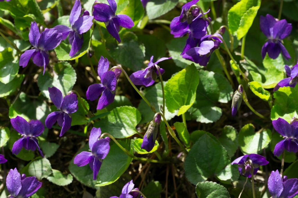 Sweet violet: tips for growing it at home - Plantura