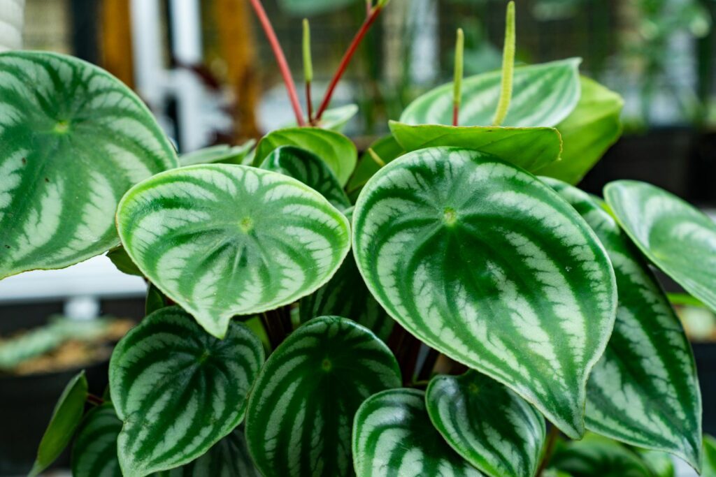 close-up on watermelon peperomia