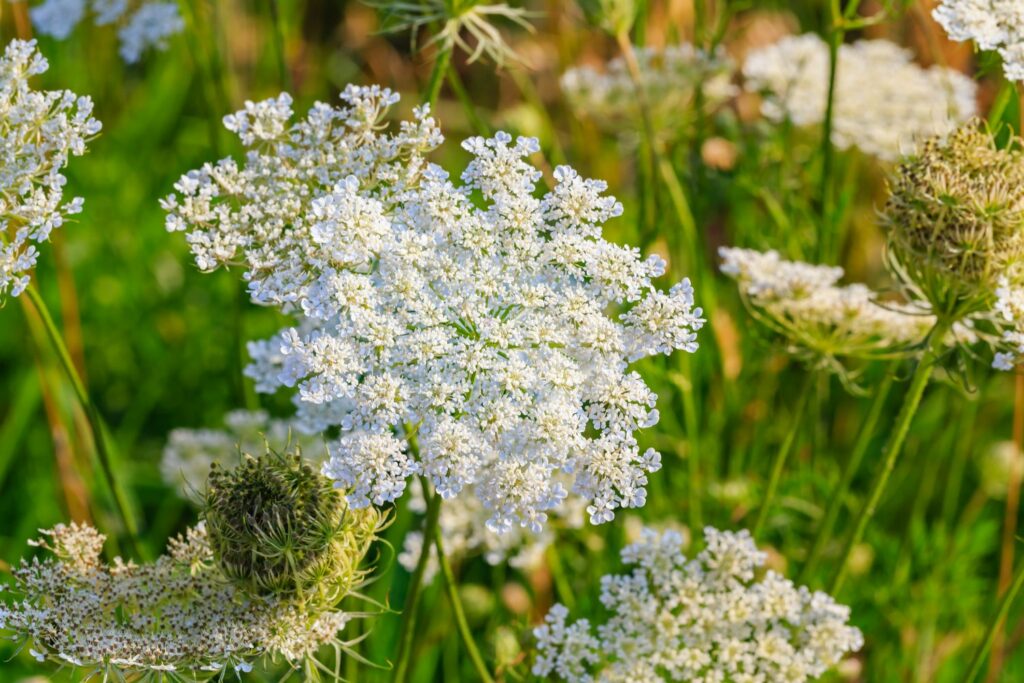 caraway umbel with white flowers