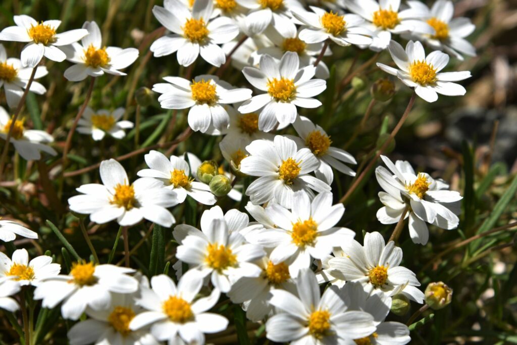 Creamy white coloured flowers of the white delight bidens