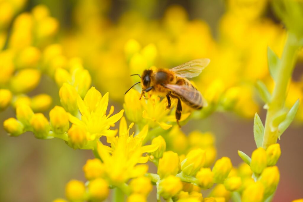 A bee rests on the flower on a yellow common stonecrop