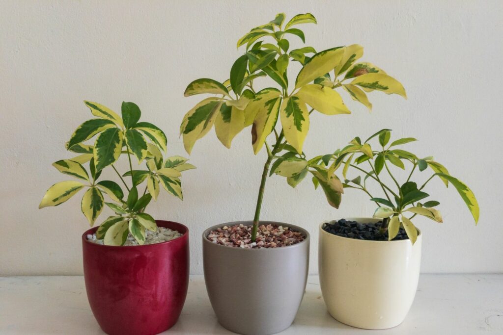 Young umbrella tree plants in pots