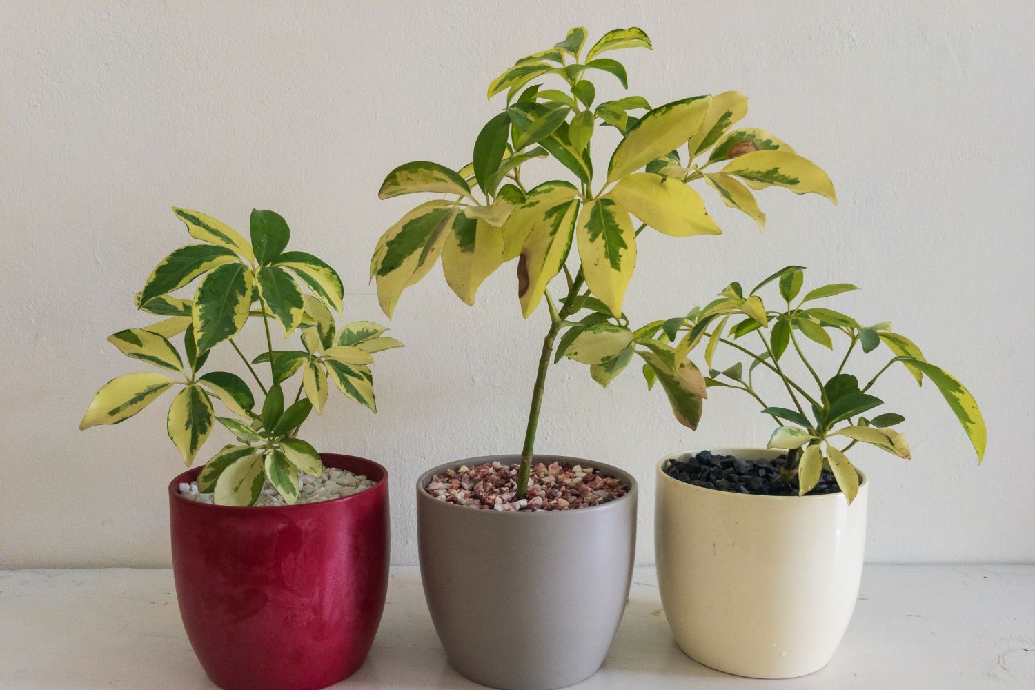 Umbrella plant propagation: different techniques - Plantura