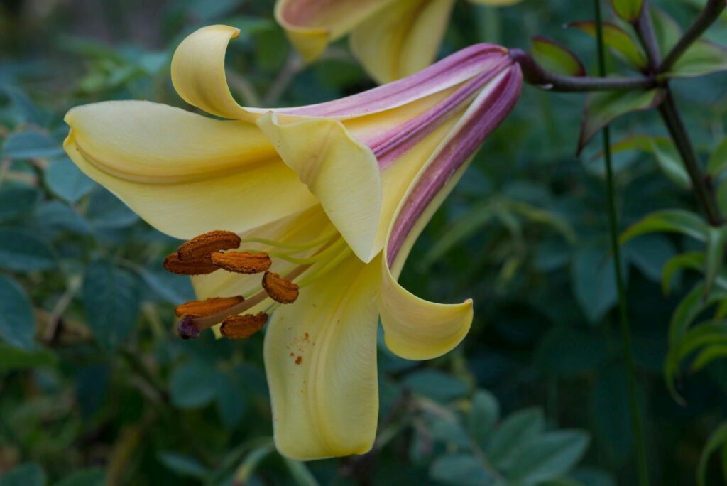 Yellow and purple african queen lily