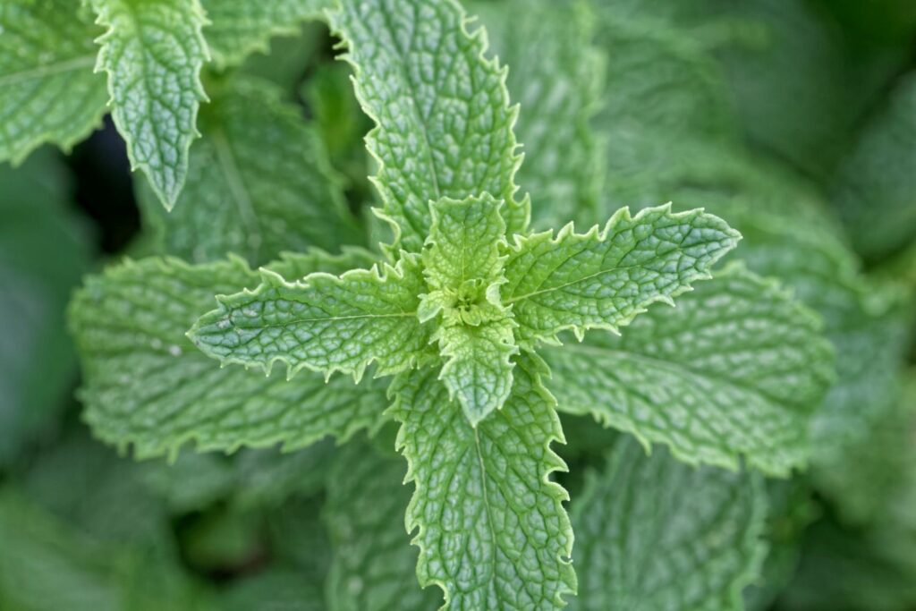 Mojito mint plant