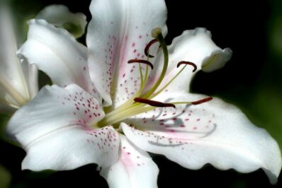 Types of lilies: overview of the most popular varieties