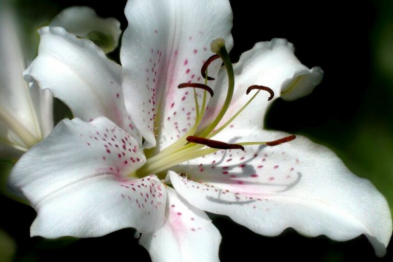 Types of lilies varieties & characteristics Plantura