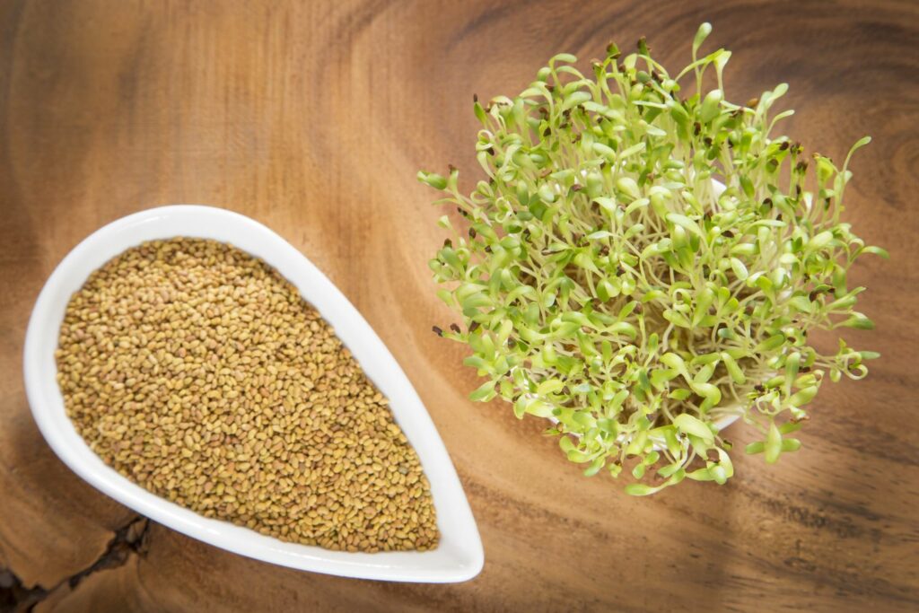 Alfalfa sprouts and seeds