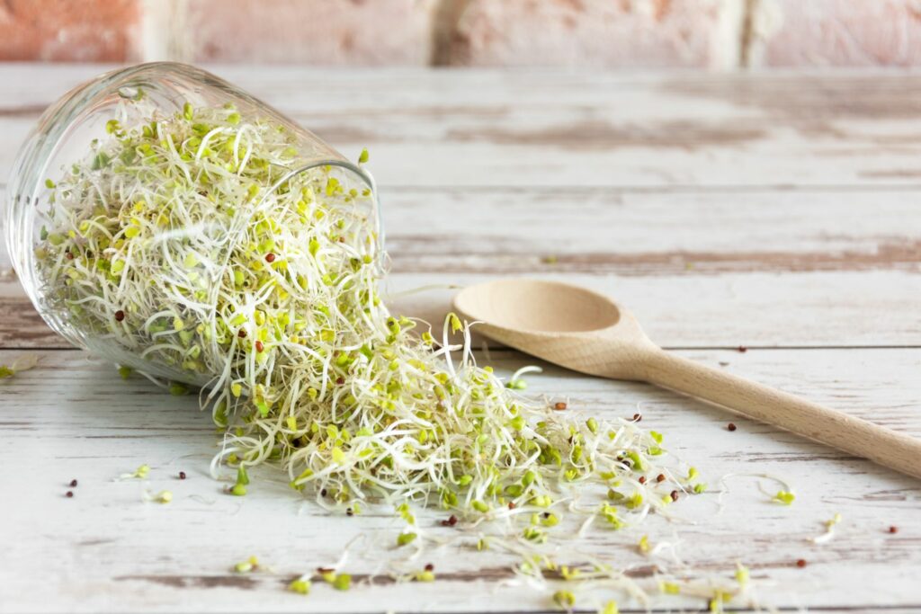 alfalfa sprouts in sprouting jar