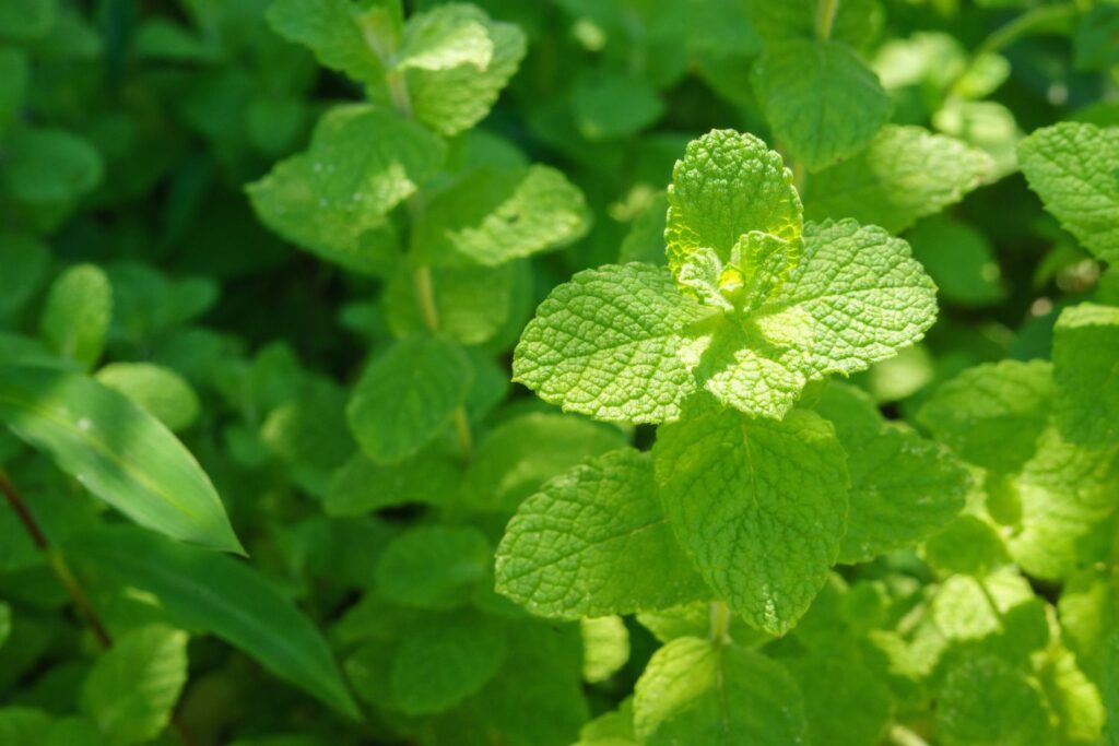 Apple mint plant