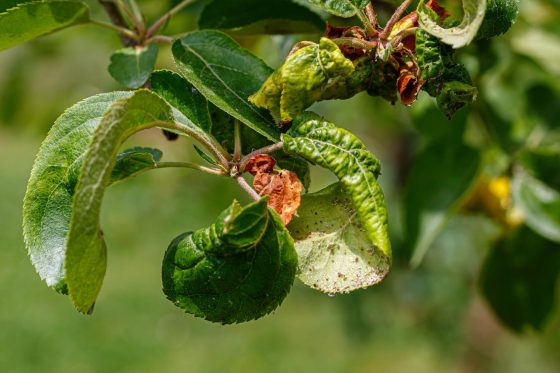 Apple tree pests & diseases: the most common apple tree problems