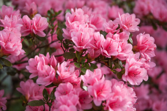 Azalea: planting, location & winter care