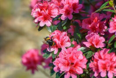 Azalea care: pruning, watering & more