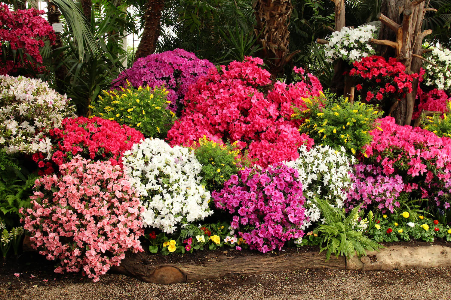Azalea: profile, cultivation & winter care - Plantura