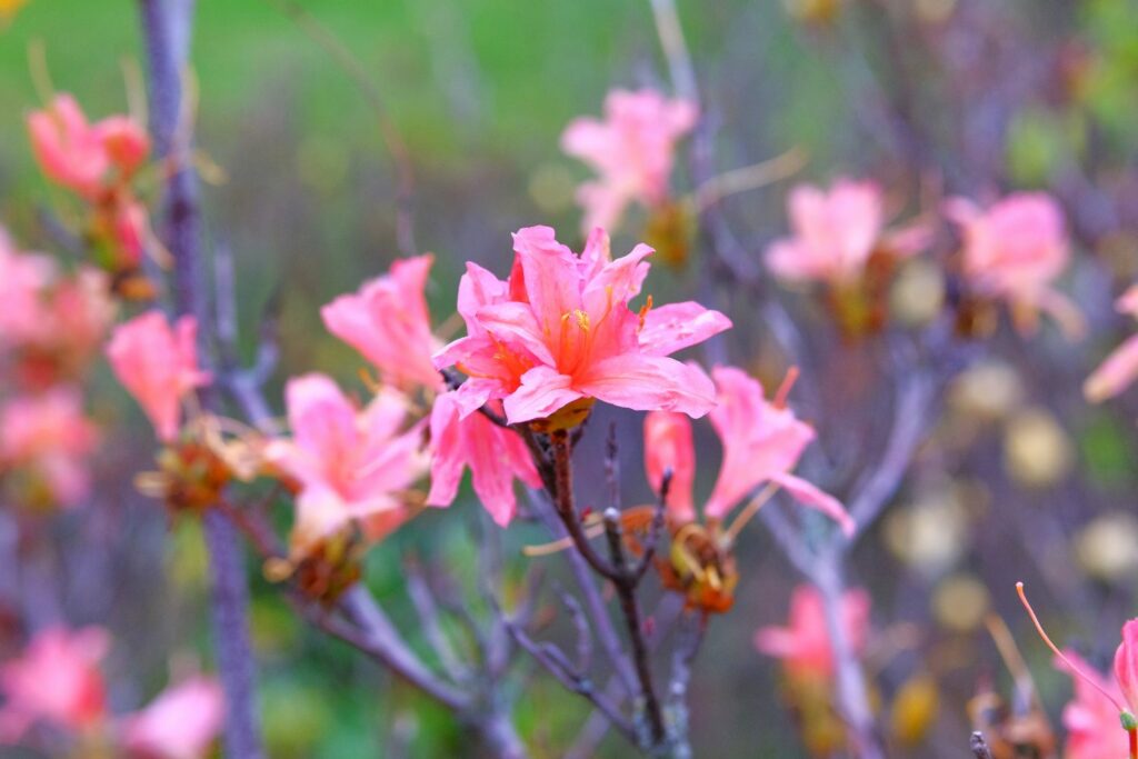 Pink azaleas before leaves emerge