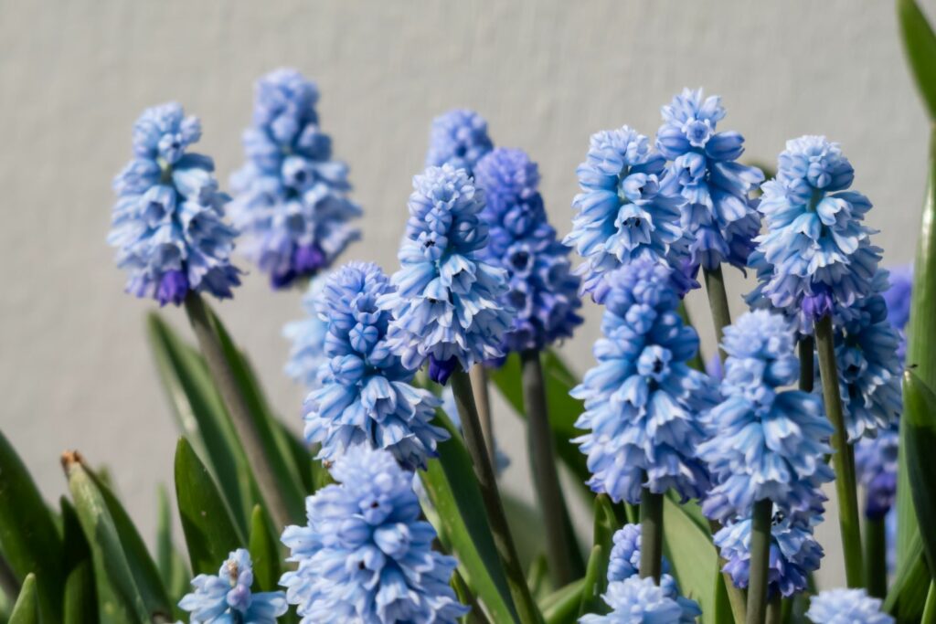 blue muscari with striped petals