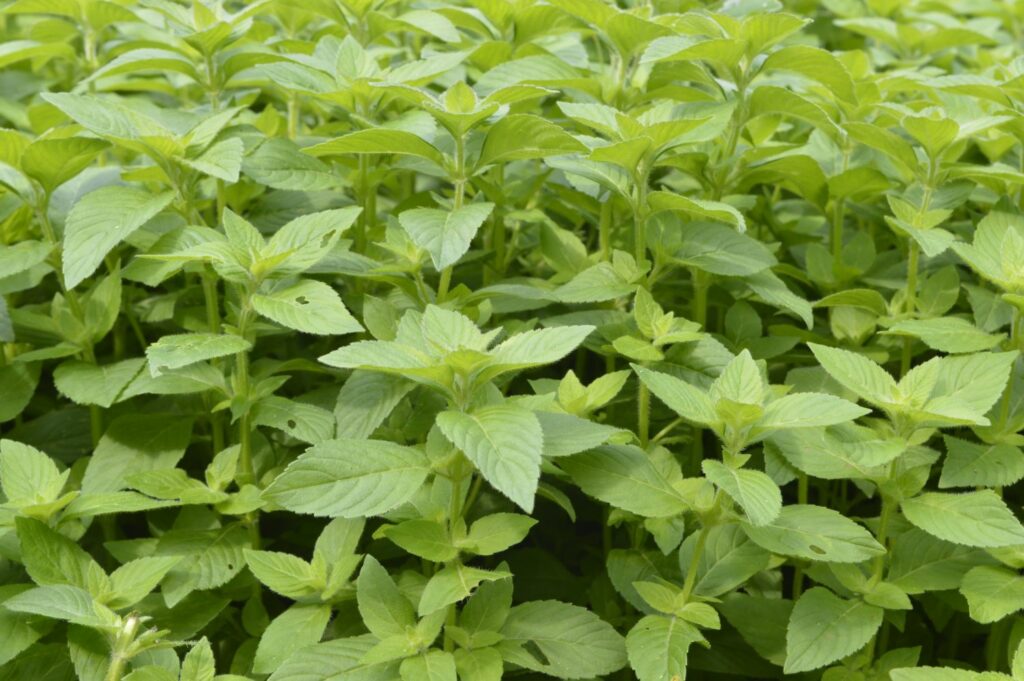 Banana mint plants