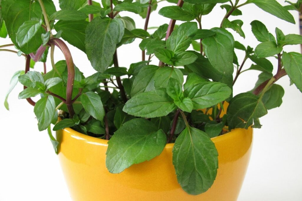 Basil mint plant in a pot