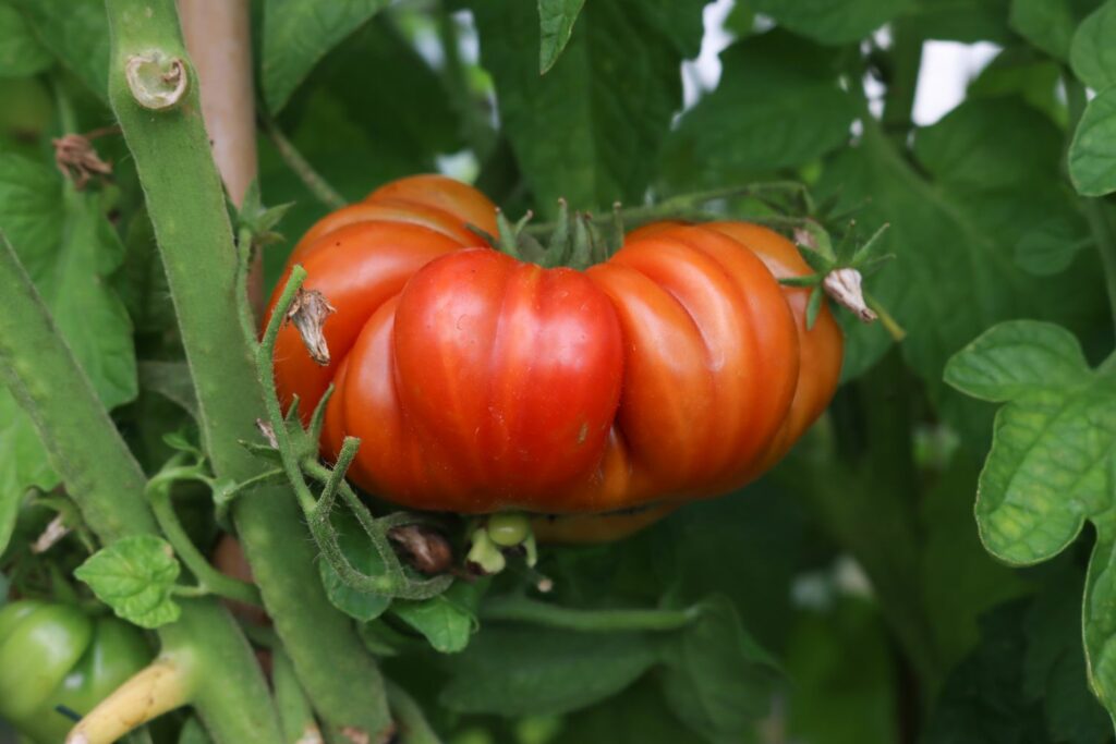 Beefsteak tomato on the plant