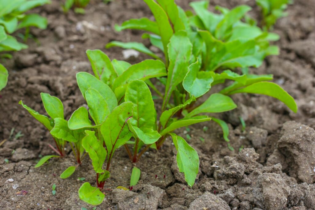 Young beetroot plants growing in the ground