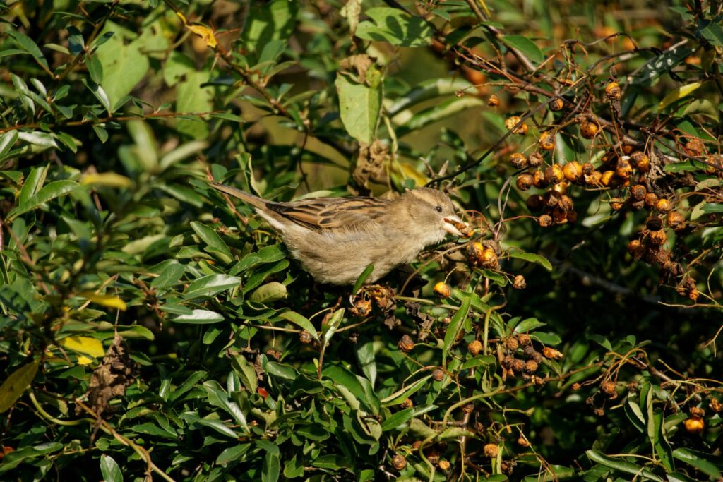 Bird eating firethorn fruit