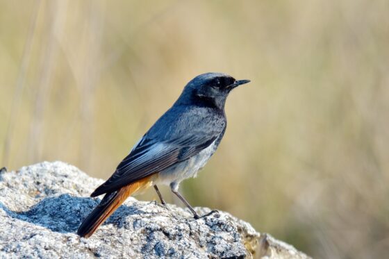 Black redstart: the bird profiles