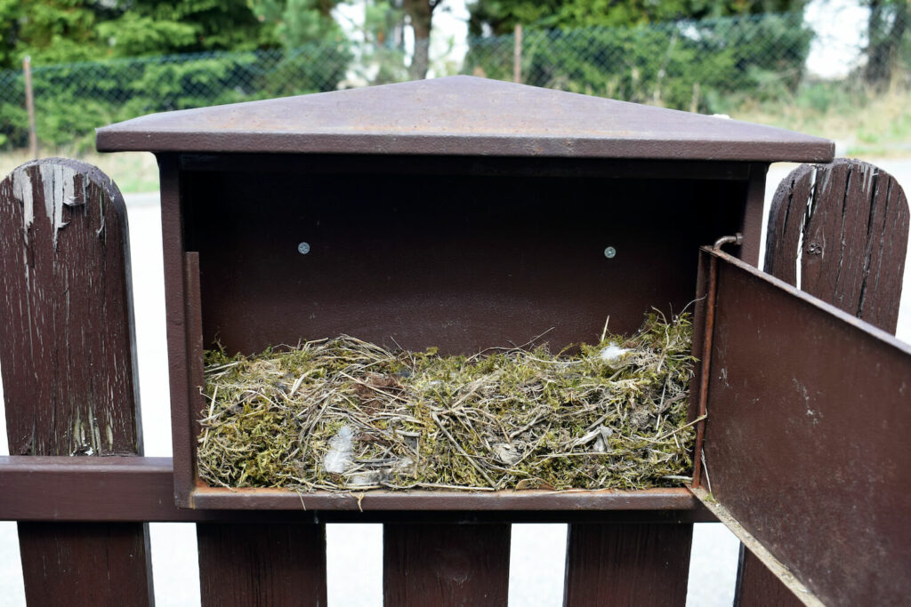 Black redstart nest in letterbox