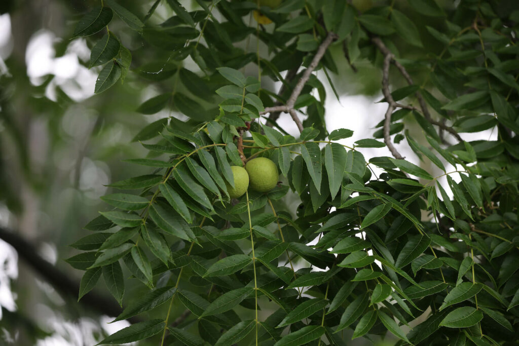 Black walnut tree bearing two fruits