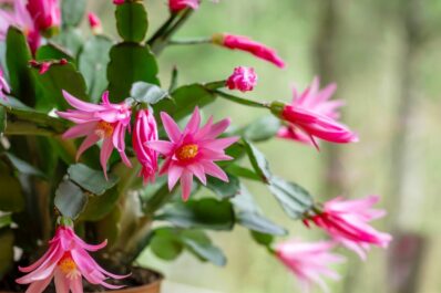 Easter cactus: cultivation, care & propagation