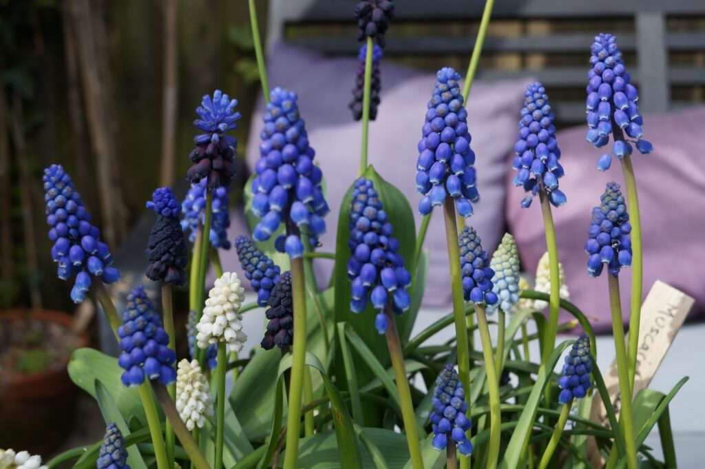 different muscari varieties growing together