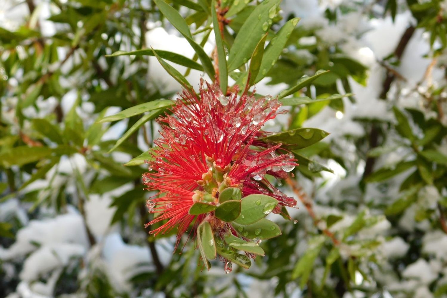 Bottlebrush cultivation & care Plantura