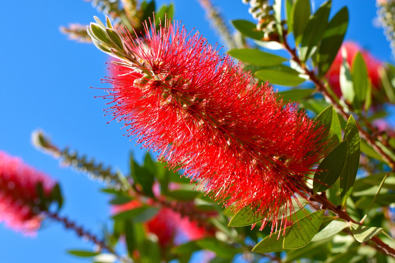 Crimson Bottlebrush (Callistemon citrinus) in Orange County, CA California  CA at Roger's Gardens