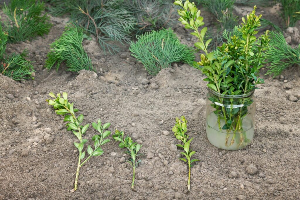 tips for evergreen buxus
