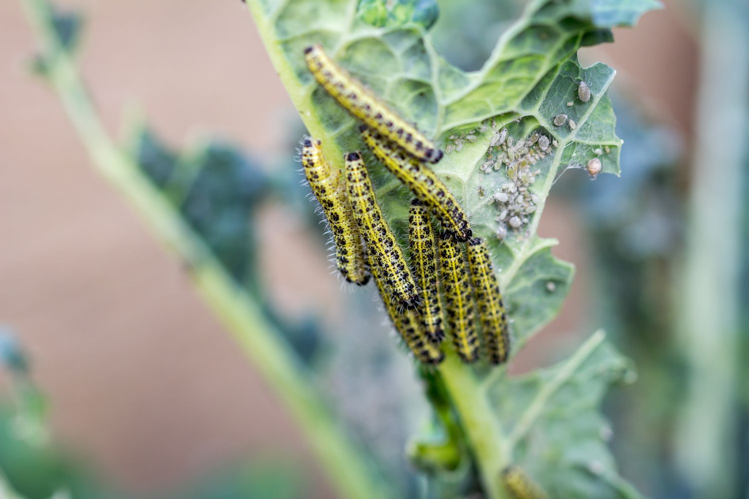 Cabbage White