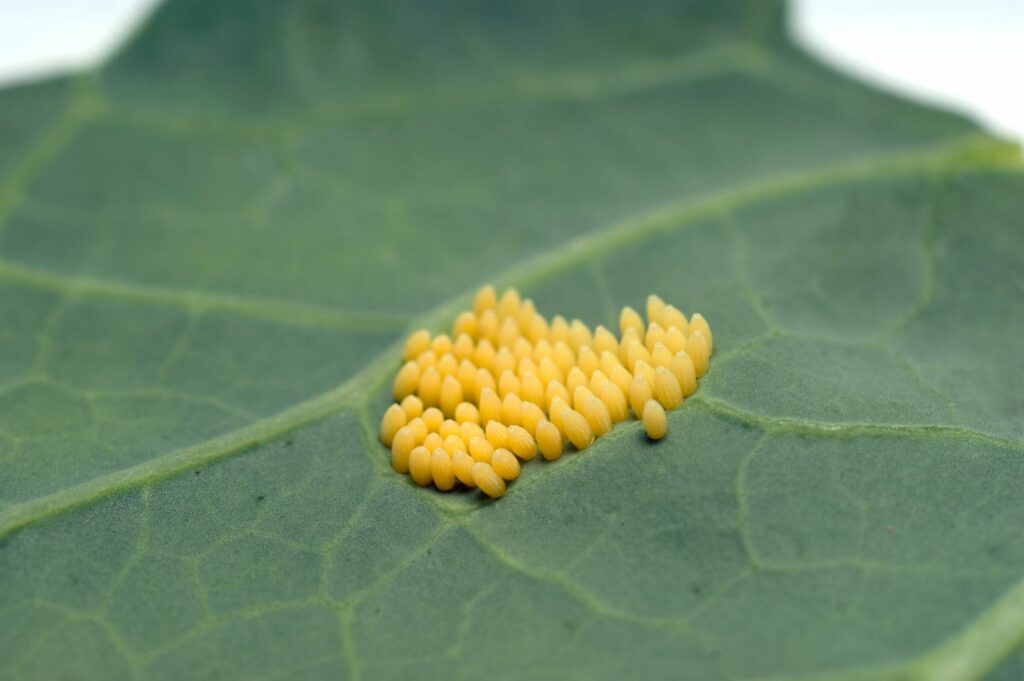 cabbage white butterfly eggs
