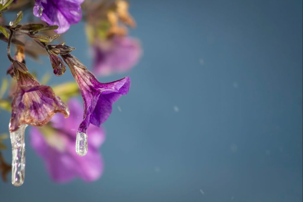 Close-up of icicles on calibrachoa flowers