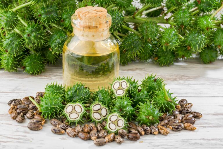 Castor oil plant planting, care & toxicity Plantura