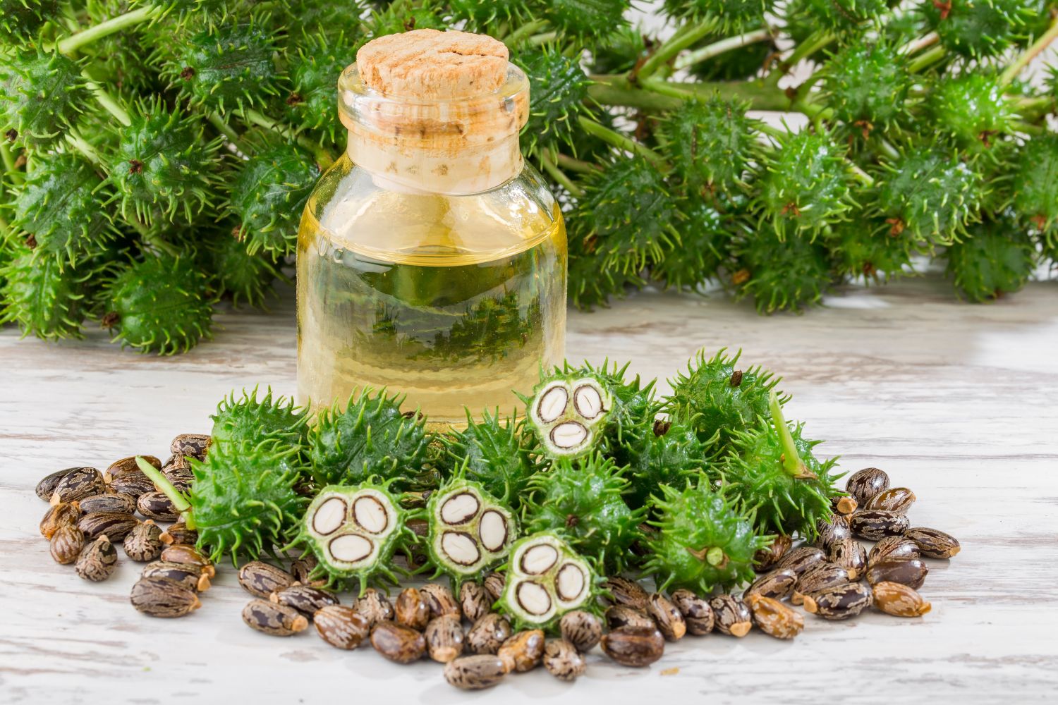 castor-oil-plant-planting-care-toxicity-plantura