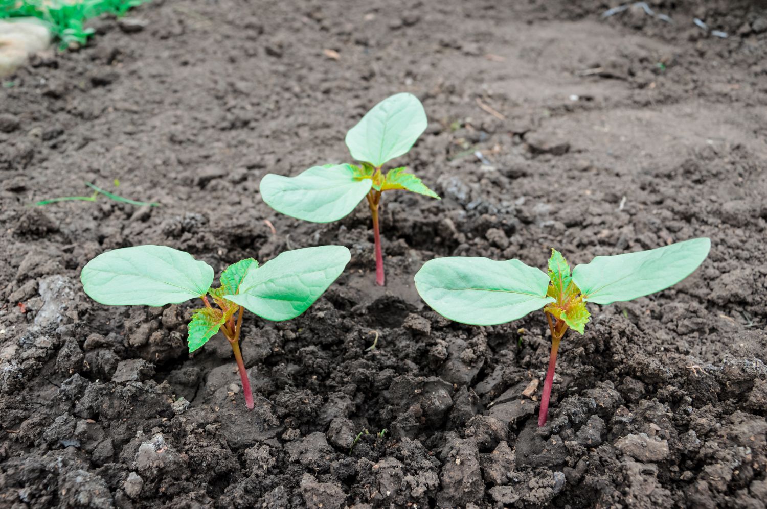 Castor oil plant: planting, care & toxicity - Plantura