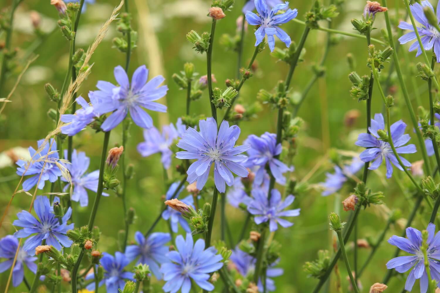 chicory-the-ornamental-plant-in-detail-plantura