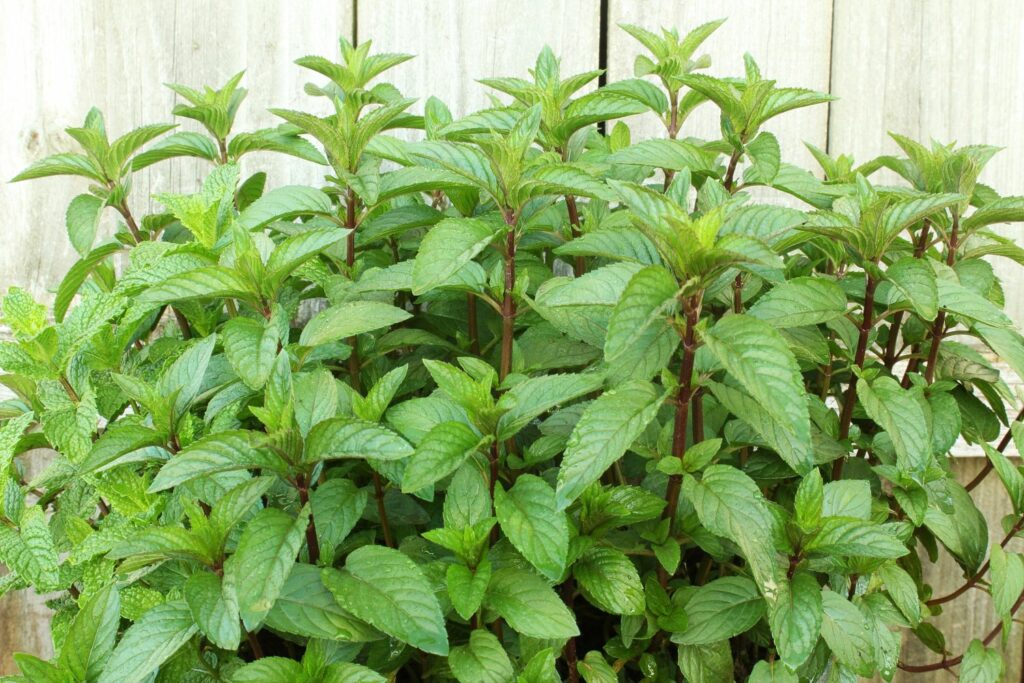 Mint Varieties: From Chocolate Mint to Peppermint - Delishably