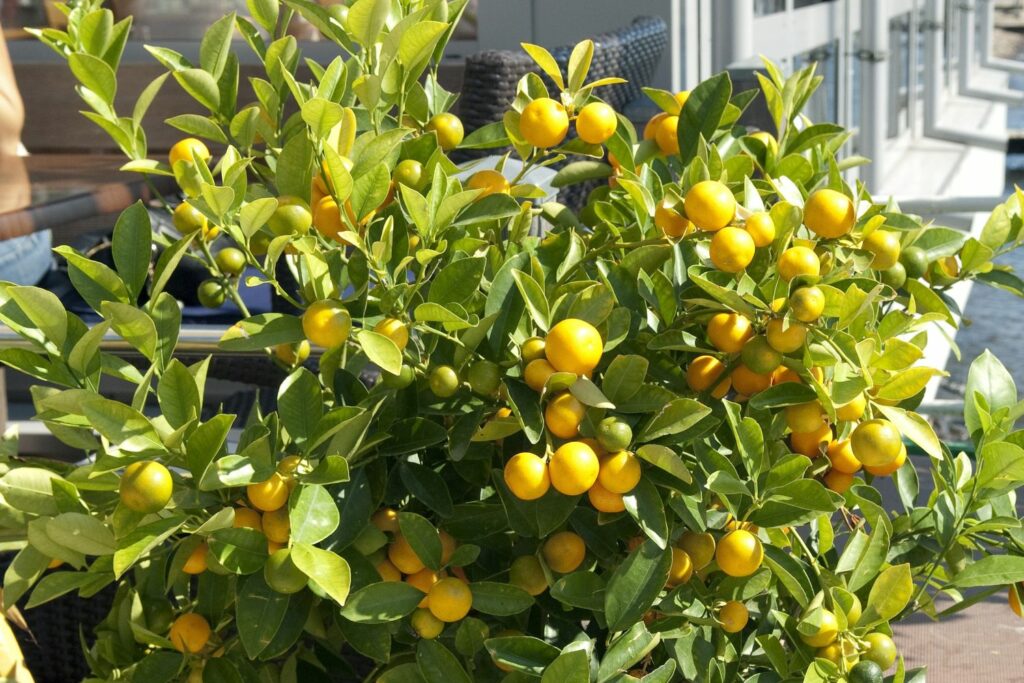 Calamondi orange tree rife with fruit