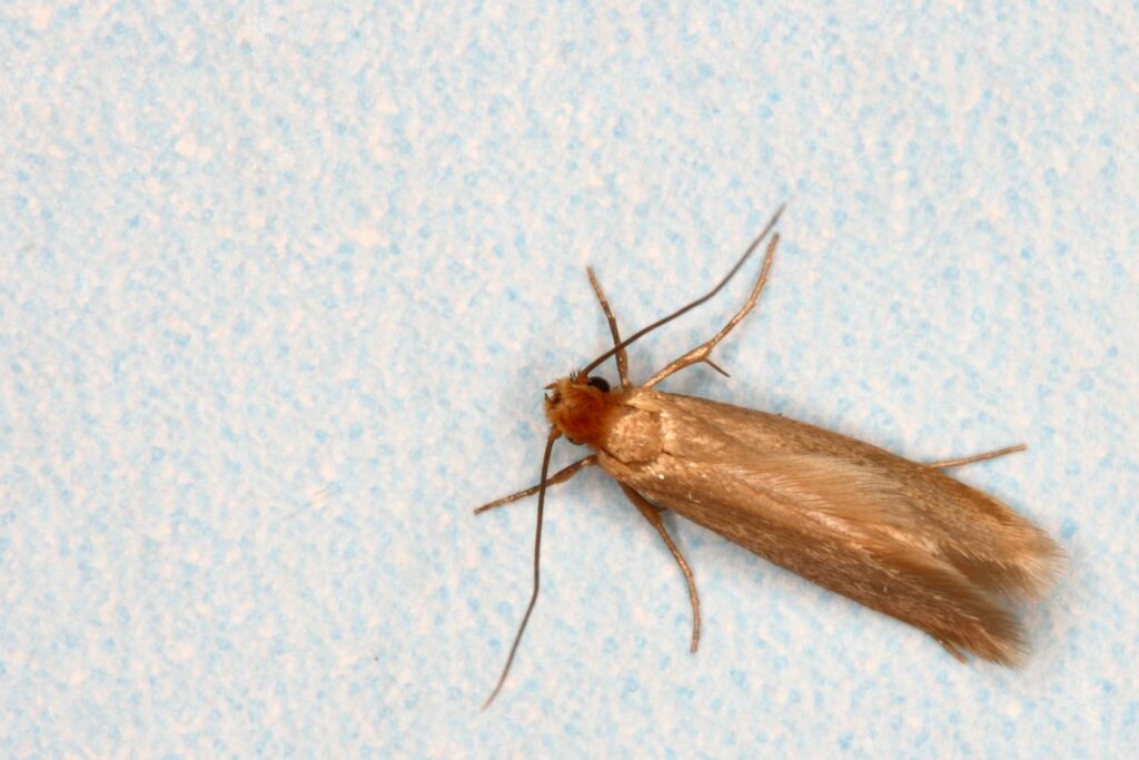 Pantry moths: identification & control - Plantura