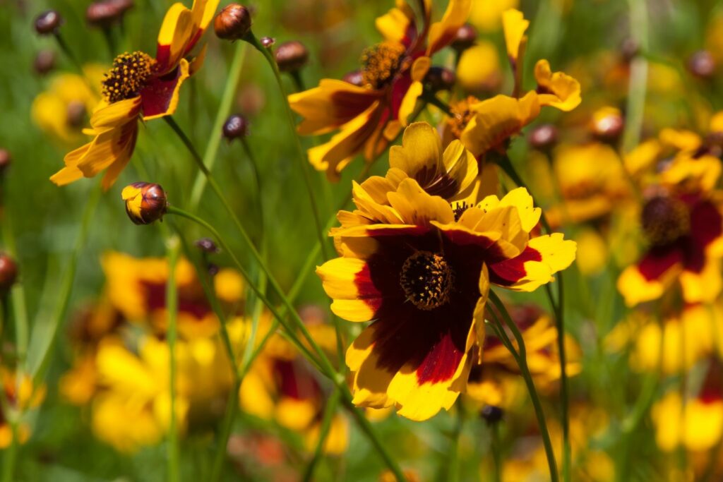 Yellow and red petalled tickseed flowers